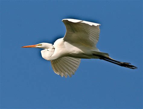 Heron In Flight Photograph By Pmg Images Fine Art America