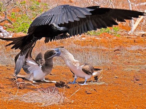 Frigate Bird Trying To Steal Dinner Smithsonian Photo Contest