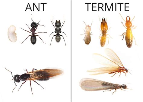 Ant Removal Ant Removal Services Fords Hometown Services