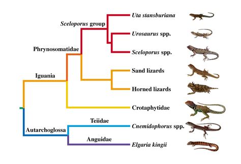 Taxonomyevolution The Northern Fence Lizard