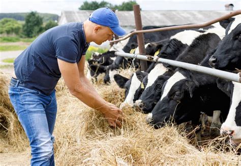 Farmer At Farm With Dairy Cow Stock Image Image Of Cattle Country