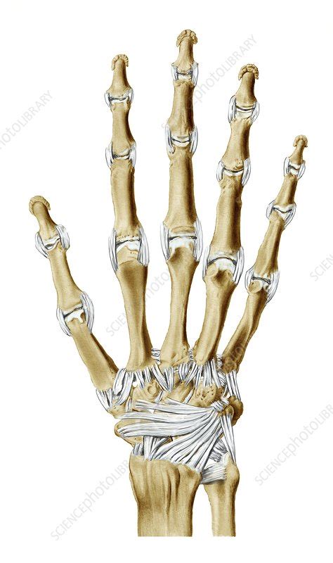 Hand Bones And Ligaments Artwork Stock Image C0167006 Science