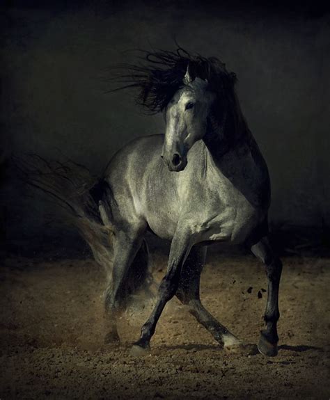 97 Best Horse Portraits Images On Pinterest Beautiful Horses Pretty