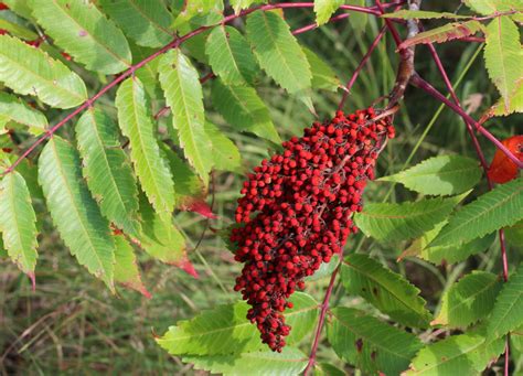 Poisonous Sumac Berries Outdoor Herbivore Blog