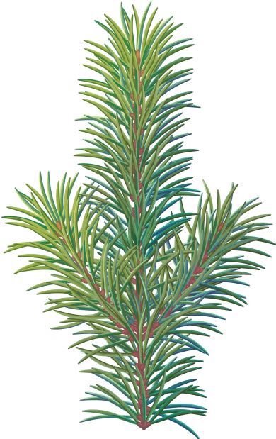Free Christmas Tree Branch Png Download Free Christmas Tree Branch Png