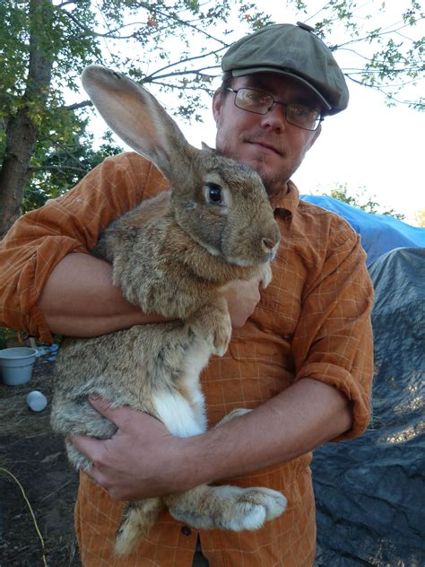 Flemish Giant Rabbits Sandy A Flemish Giant Rabbit In Real Life She