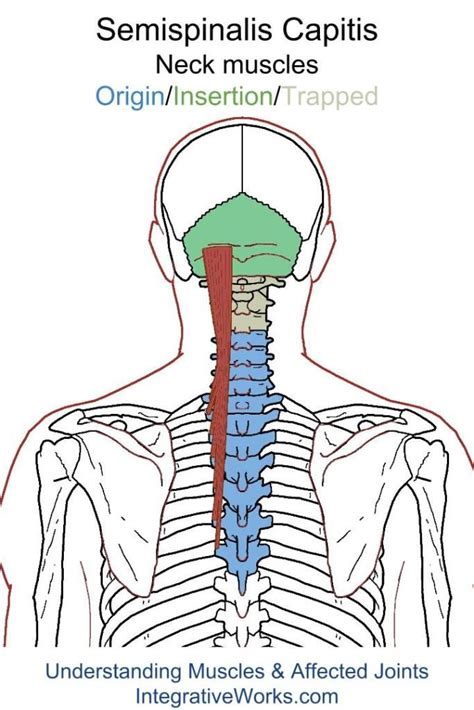Headache At The Base Of Your Head Integrative Works Trigger Points