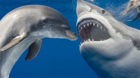 Do Dolphins Kill Sharks Are Sharks Afraid Of Dolphins Maritime Herald
