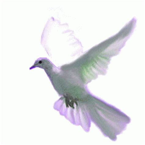 Doves Flying Gif Doves Flying Birds Discover Share Gifs Fly Gif