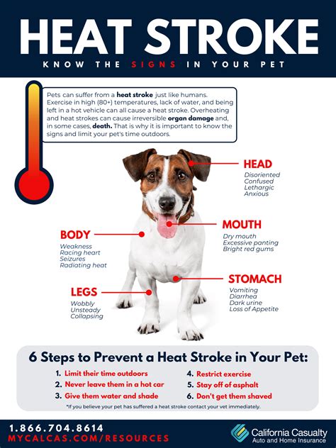 Heat Stroke Know The Signs In Your Pet California Casualty
