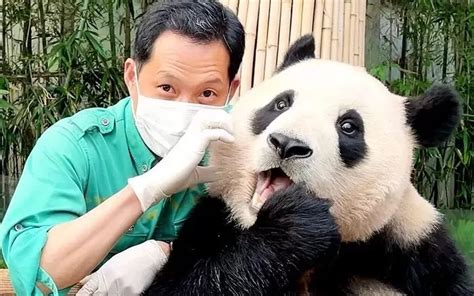 The Ultimate Collection Of 999 Stunning Panda Images In Full 4k