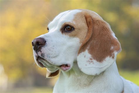 How to Stop Beagle Howling - Modern Beagle
