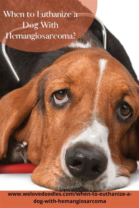 When To Euthanize A Dog With Hemangiosarcoma Dogs Dog Club Cool