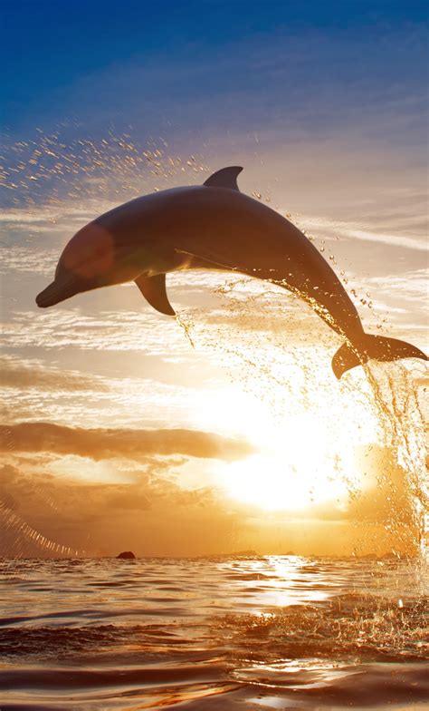 1280x2120 Dolphin Jumping Out Of Water Iphone 6 Hd 4k Wallpapers