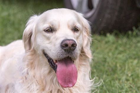 Golden Retrievers Adult Dog Stock Image Image Of Gold Belgium 124561521