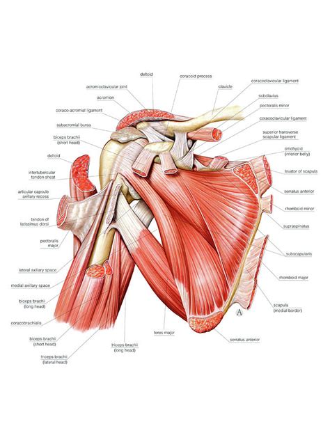 Shoulder Muscles Photograph By Asklepios Medical Atlas Pixels Sexiz Pix