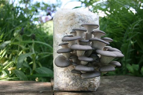Root Mushroom Farm— Large Oyster Mushroom Growing Kitmultiple Flushes