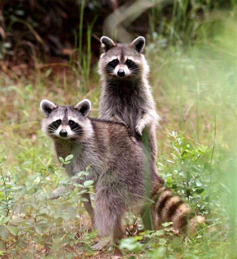 Discover The Beautiful Side Of Raccoons Page 2 Animal Encyclopedia