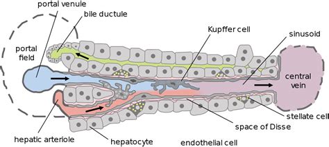 Whatever an organism does for survival it does for the survival of its cells. File:Liver structure cartoon.jpg - Embryology