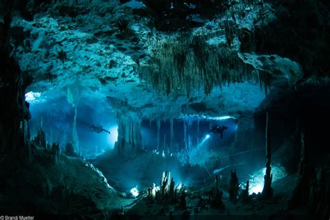 Underwater Cave Animals