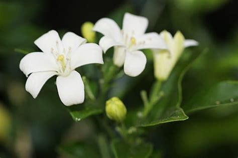 Maybe you would like to learn more about one of these? 13 Best Scented Flowers That Smell Like Lemon & Orange ...