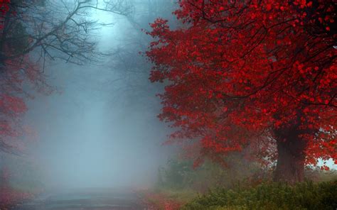 Misty Road In Autumn Forest