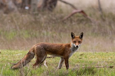 Red Fox Vulpes Vulpes Leschenault Biosecurity