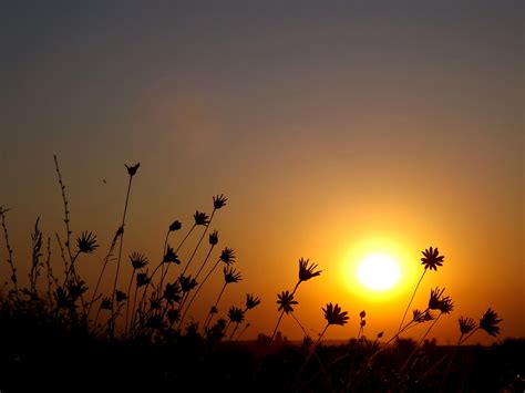Sunset Over A Flower Field Free Image Download