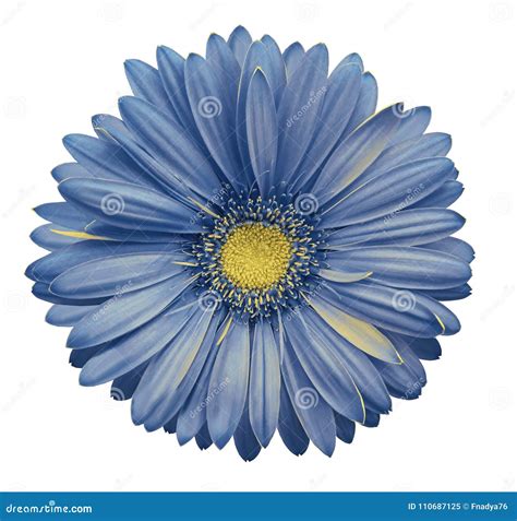 Light Blue Gerbera Flower White Isolated Background With Clipping Path