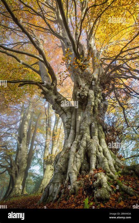 Ancient Beech Trees Fagus Sylvatica Lineover Wood Gloucestershire