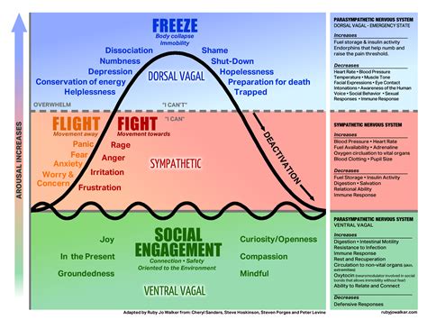 · the fight and flight response was first described by american physiologist walter bradford cannon in 1920. Trauma Healing - Dare to Dream