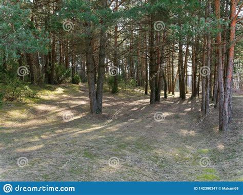 Dark Dense Pine Forest Tree Trunks And Shrubs Stock Image