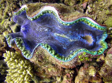 Giant Clam Tridacna Gigas Our Wild World