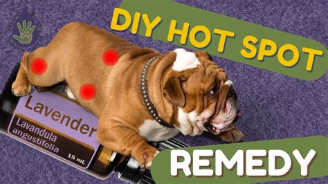 Diy Hot Spot Remedy For Dogs Using Essential Oils Youtube