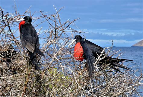 Two Male Magnificent Frigatebirds On North Seymour In Galápagos Ec