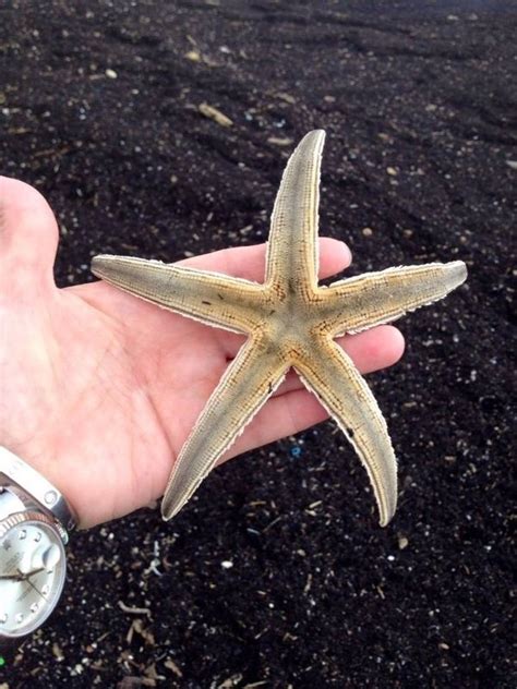 I Found This Lucky Star Starfish On St Joes Island Port Aransas