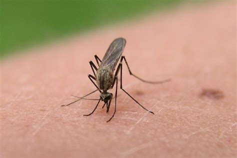 Nih Begins Study Of Vaccine To Protect Against Mosquito Borne Diseases