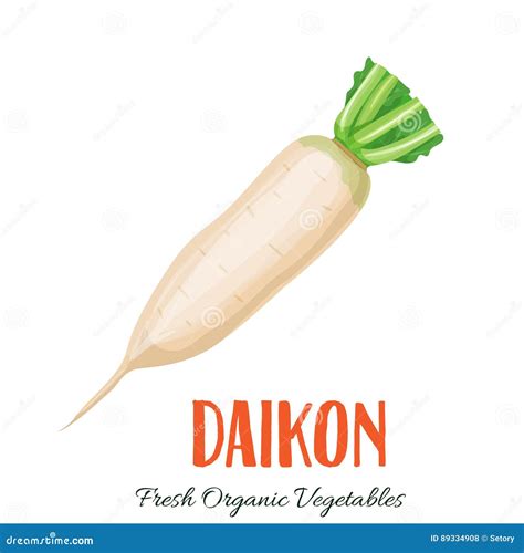Vector Daikon Vegetable Stock Vector Illustration Of Garden