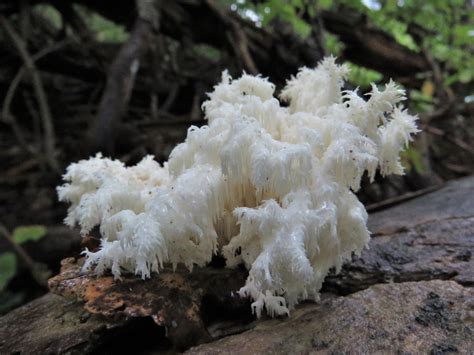 Koralliorakas Coral Tooth Fungus Hericium Coralloides Flickr