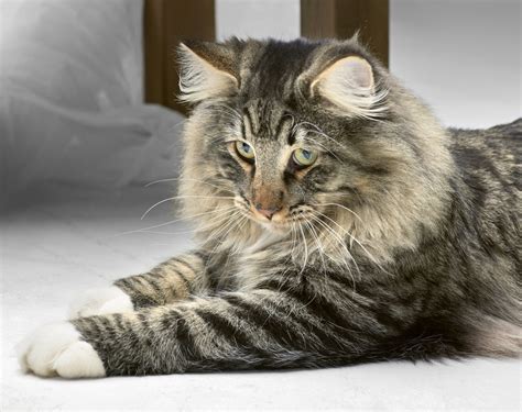 Norwegian Forest Cat Breed Info And Health Advice Everypaw