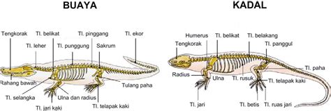 Reptil Pendidikan Biologi