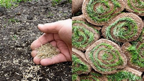 Grass Seed Vs Sod Differences You Should Know