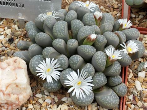 Questions & answers about tropica split rock plant. Lithops marmorata (Living Stones) | World of Succulents