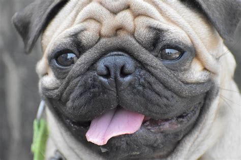 140 Perfect Pug Dog Names Doggowner