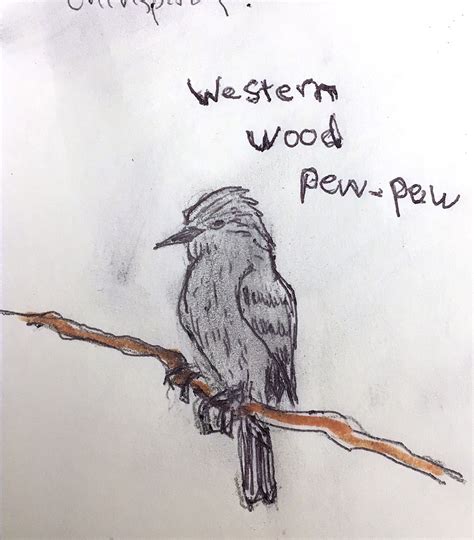 This is a very original, but very irreverent field guide to birds of north america. Western Wood Pew-Pew Small, plain and drab, this uninspiring flycatcher of western woodlands is ...