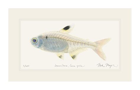 X Ray Fish Nick Mayer Art