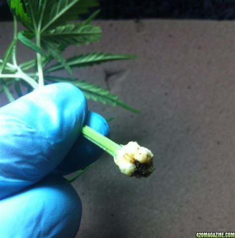 Overall, compared to traditional spyware, sim card. Help! Clone problem - bizarre root formation