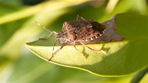 Baby Stink Bugs In House Calming Log Book Stills Gallery