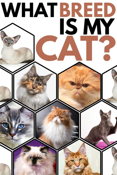 How To Tell What Breed My Cat Is Quiz Cat Meme Stock Pictures And Photos