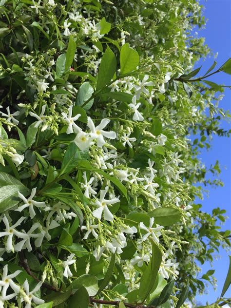 Trachelospermum Jasminoides Broad Leaf Common Name Star Jasmine